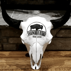 Bison Skull Thunder Ridge Bison