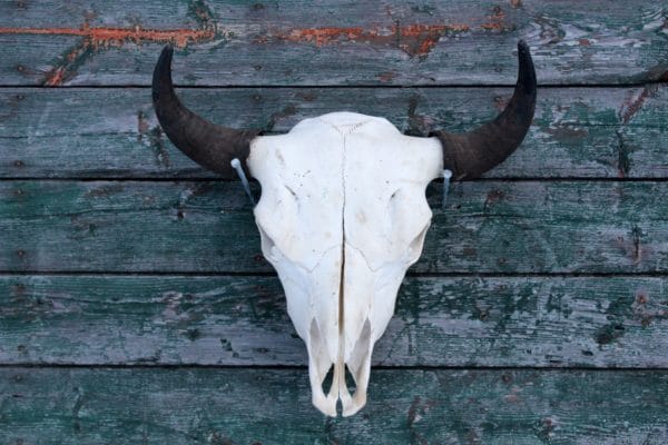 Bison skull hung on barn wood