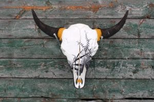 Bison skull hanging on barn wood