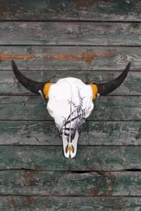 Bison skull hanging on barn wood