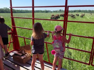 Deux jeunes filles regardent les bisons dans les champs, à partir d'un wagon