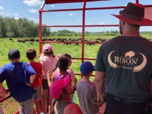 Students and tour guide are standing in a red wagon, looking out at bison roaming in the field