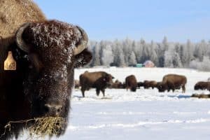 Grassfed bison in snow