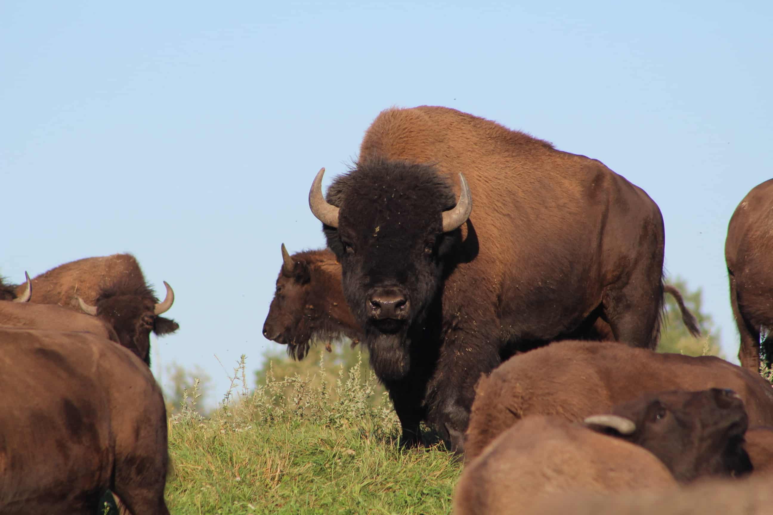 Male bison in herd - Bison du Nord