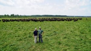 Pierre and Charles Bélanger in the Bison du Nord pastures