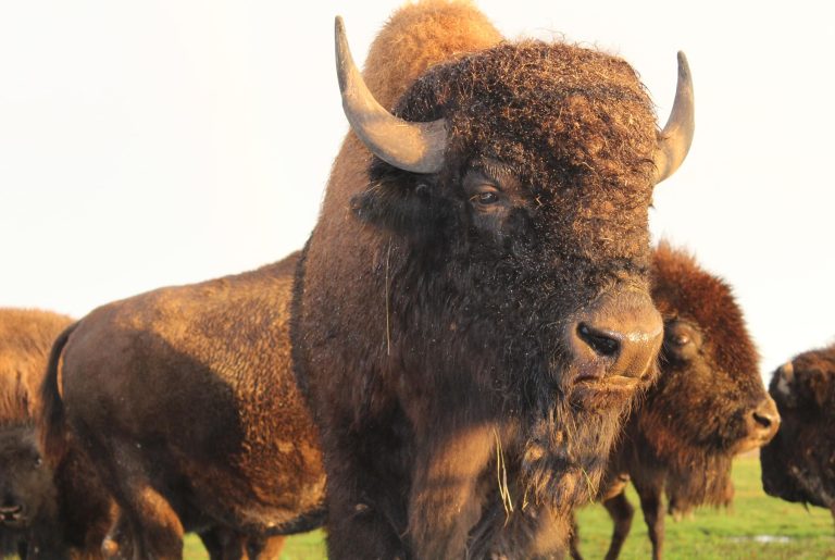 Close up bison