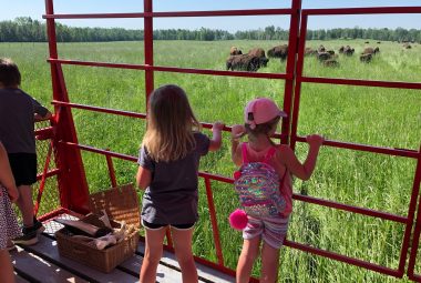 Deux jeunes filles regardent les bisons dans les champs, à partir d'un wagon