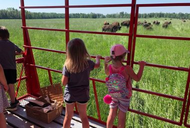 Deux jeunes filles regardent les bisons dans les champs, à partir d’un wagon Deux jeunes filles regardent les bisons dans les champs, à partir d'un wagon