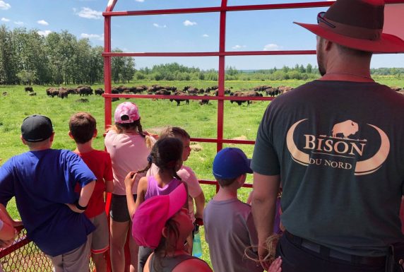 Des étudiants et un guide regardent les bisons dans les champs, à partir d'un wagon