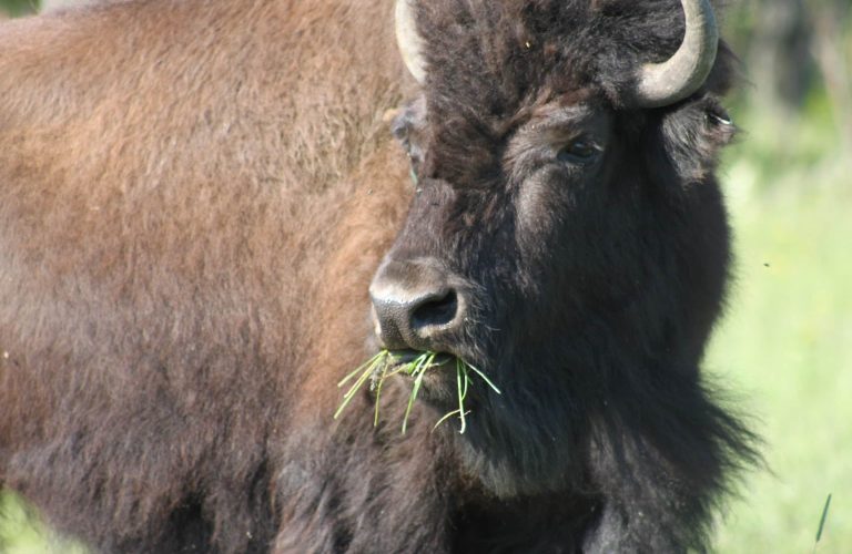 Bison eating grass