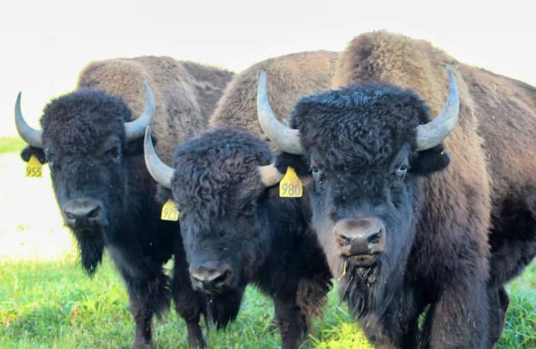 Three bison Three bison