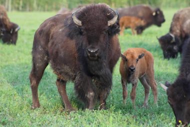 bison calf with cow bison calf with cow