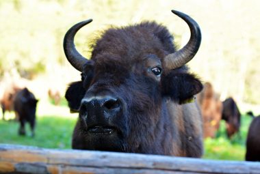 bisondunord-what-we-do-1 bisondunord-what-we-do-1