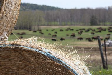 bisondunord-what-we-do-3 bisondunord-what-we-do-3