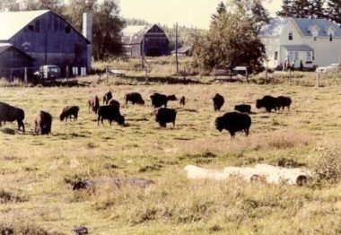 bisondunord-premiertroupeau-fin70 400 Animals