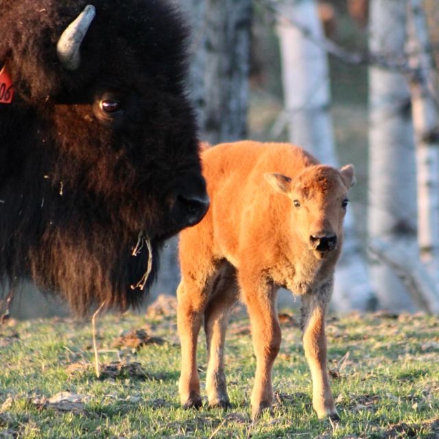 Bison De Pâturage | Bison Du Nord | Earlton, Ontario