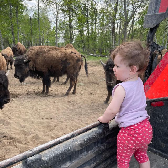 Bison De Pâturage | Bison Du Nord | Earlton, Ontario